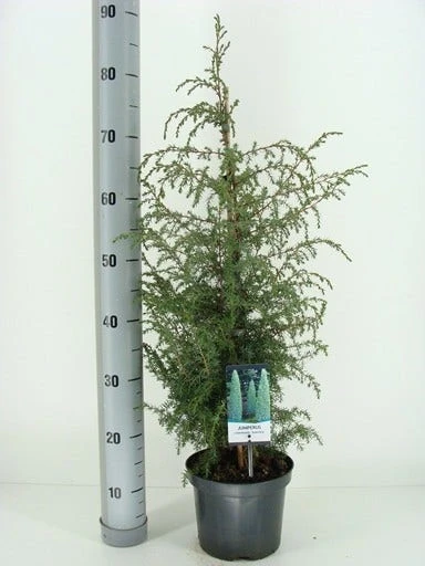 Jeneverbes (Juniperus Communis 'Suecica') 5 Jeneverbes (Juniperus Communis 'Suecica') - Afbeelding 3