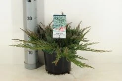 Jeneverbes (Juniperus Horizontalis 'Blue Chip') -PlantenPracht Winkel juniperus hor. blue chip winter c3 m 1