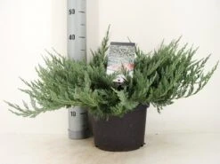 Jeneverbes (Juniperus Horizontalis 'Blue Chip') -PlantenPracht Winkel juniperus hor. blue chip zomer c5 m 1