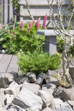 Jeneverbes (Juniperus Horizontalis 'Andorra Compact') -PlantenPracht Winkel juniperus horizontalis andorra compact