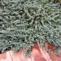 Jeneverbes (Juniperus Horizontalis 'Blue Chip') -PlantenPracht Winkel juniperus horizontalis blue chip 1