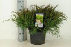 Jeneverbes (Juniperus Media 'Mint Julep') -PlantenPracht Winkel juniperus pfit. mint julep winter c5 m 1