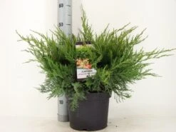 Jeneverbes (Juniperus Media 'Mint Julep') -PlantenPracht Winkel juniperus pfit. mint julep zomer c5 m 1