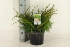 Jeneverbes (Juniperus Media 'Mint Julep') -PlantenPracht Winkel juniperus pfitzeriana mint julep c3 m 1