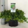 Jeneverbes (Juniperus Procumbens 'Nana') -PlantenPracht Winkel juniperus procumbens nana c3 m