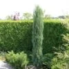 Jeneverbes (Juniperus Scopulorum 'Skyrocket') -PlantenPracht Winkel juniperus scopulorum skyrocket 2