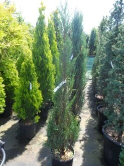 Jeneverbes (Juniperus Scopulorum 'Skyrocket') -PlantenPracht Winkel juniperus scopulorum skyrocket 125 150 2