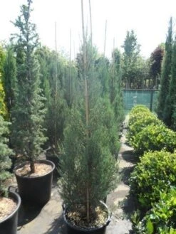 Jeneverbes (Juniperus Scopulorum 'Skyrocket') -PlantenPracht Winkel juniperus scopulorum skyrocket 150 175 1