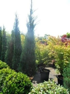 Jeneverbes (Juniperus Scopulorum 'Skyrocket') -PlantenPracht Winkel juniperus scopulorum skyrocket 250 300