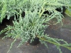 Jeneverbes (Juniperus Squamata 'Blue Carpet') -PlantenPracht Winkel juniperus squamata blue carpet 1 2