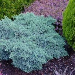 Jeneverbes (Juniperus Squamata 'Blue Star') -PlantenPracht Winkel juniperus squamata blue star