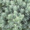 Jeneverbes (Juniperus Squamata 'Blue Star') -PlantenPracht Winkel juniperus squamata blue star 2 1