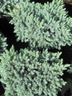 Jeneverbes (Juniperus Squamata 'Blue Star') -PlantenPracht Winkel juniperus squamata blue star 3 1