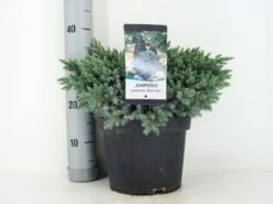Jeneverbes (Juniperus Squamata 'Blue Star') -PlantenPracht Winkel juniperus squamata blue star c5 m 1