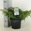 Jeneverbes (Juniperus Squamata 'Blue Swede') -PlantenPracht Winkel juniperus squamata blue swede c3 m