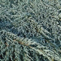 Jeneverbes (Juniperus Squamata 'Blue Carpet') -PlantenPracht Winkel jusbcarp 4 2