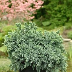 Jeneverbes (Juniperus Squamata 'Blue Star') -PlantenPracht Winkel jusbstar 2