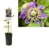 Bosrank (Clematis ‘Taiga’) -PlantenPracht Winkel k303.40855 clematis florida taiga pbr light s pot 1