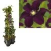 Hedera-Clematis Mix Haag (Warszawska Nike) -PlantenPracht Winkel k390.99124 clematis warszawska nike 1m privacy 3