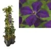 Hedera-Clematis Mix Haag (Polish Spirit) -PlantenPracht Winkel k390.99132 clematis vit. polish spirit 1m privacy 3