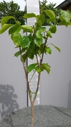 Kaki (Diospyros Kaki) -PlantenPracht Winkel kakihalfstam02