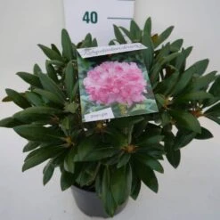Dwergrhododendron (Rhododendron 'Kalinka') 9 Dwergrhododendron (Rhododendron 'Kalinka') -PlantenPracht Winkel kalinka c4 zij