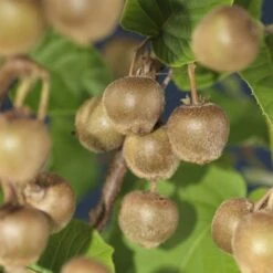 Kiwiplant Als Dakboom (Actinidia Chinensis) -PlantenPracht Winkel kiwi actinidia deliciosa hayward 23 f8f