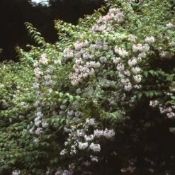 Kolkwitzia (Kolkwitzia Amabilis 'Pink Cloud') 8 Kolkwitzia (Kolkwitzia Amabilis 'Pink Cloud') -PlantenPracht Winkel koamabil 25 5