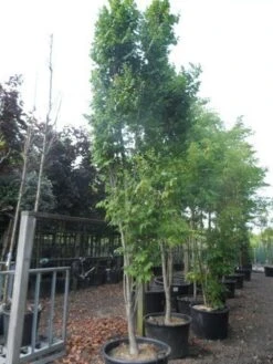 Zeepboom (Koelreuteria Paniculata 'Fastigiata') -PlantenPracht Winkel koelreuteria paniculata fastigiata 350 400 c160