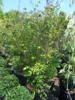 Kolkwitzia (Kolkwitzia Amabilis 'Pink Cloud') 9 Kolkwitzia (Kolkwitzia Amabilis 'Pink Cloud') -PlantenPracht Winkel kolkwitzia amabilis 150 175 c35