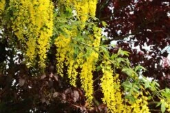 Gouden Regen Als Boom (Laburnum Watereri 'Vossii') -PlantenPracht Winkel laburnum w. vossi 3 1