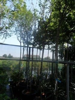 Gouden Regen Als Boom (Laburnum Watereri 'Vossii') -PlantenPracht Winkel laburnum watereri vossii 14 16ho cont