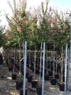 Roze Lagerstroemia Als Boom (Lagerstroemia Indica) -PlantenPracht Winkel lagerstreomia rosea 6 8 1 1