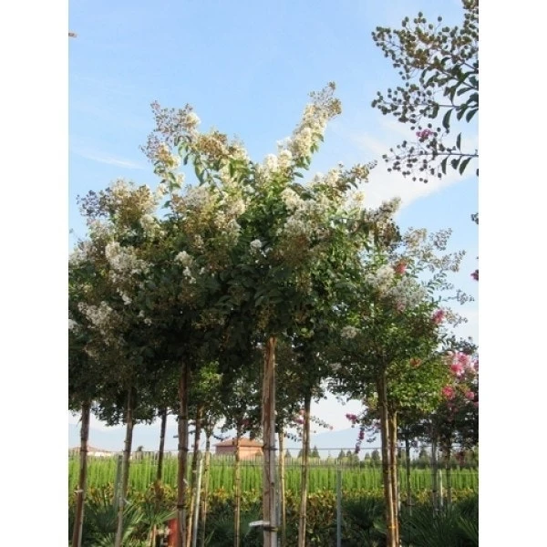 Witte Lagerstroemia Als Boom (Lagerstroemia Indica) 5 Witte Lagerstroemia Als Boom (Lagerstroemia Indica) - Afbeelding 3