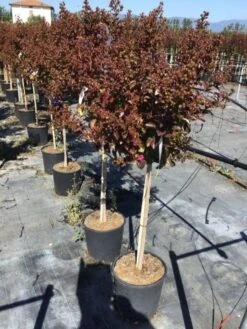 Lagerstroemia Als Halfstam (Lagerstroemia Indica 'Berry Dazzle') -PlantenPracht Winkel lagerstroemia black dazzle halfstam 1