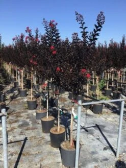 Lagerstroemia Als Halfstam (Lagerstroemia 'Black Diamond Best Red') -PlantenPracht Winkel lagerstroemia black diamond halfstam 1
