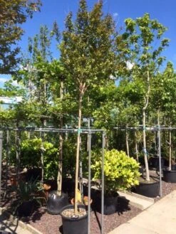 Roze Lagerstroemia Als Boom (Lagerstroemia Indica) -PlantenPracht Winkel lagerstroemia indica 10 12ho 1