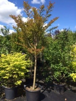 Roze Lagerstroemia Als Boom (Lagerstroemia Indica) -PlantenPracht Winkel lagerstroemia indica halfstam 14 16