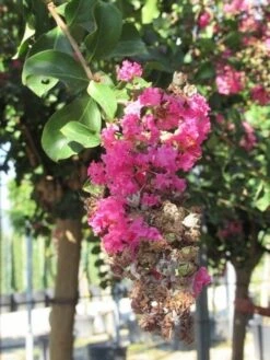 Roze Lagerstroemia Als Boom (Lagerstroemia Indica) -PlantenPracht Winkel lagerstroemia indica roze 11 1