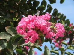 Roze Lagerstroemia Als Boom (Lagerstroemia Indica) -PlantenPracht Winkel lagerstroemia indica roze 3 1