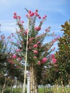 Roze Lagerstroemia Als Boom (Lagerstroemia Indica) -PlantenPracht Winkel lagerstroemia indica roze 4