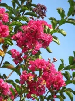 Roze Lagerstroemia Als Boom (Lagerstroemia Indica) -PlantenPracht Winkel lagerstroemia indica roze 6 1