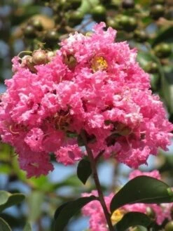 Roze Lagerstroemia Als Boom (Lagerstroemia Indica) -PlantenPracht Winkel lagerstroemia indica roze 7