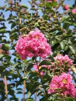 Roze Lagerstroemia Als Boom (Lagerstroemia Indica) -PlantenPracht Winkel lagerstroemia indica roze 8