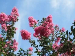 Roze Lagerstroemia Als Boom (Lagerstroemia Indica) -PlantenPracht Winkel lagerstroemia indica roze 9 1