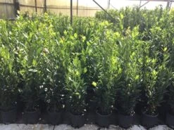 Echte Laurier (Laurus Nobilis) -PlantenPracht Winkel laurus nobilis 1