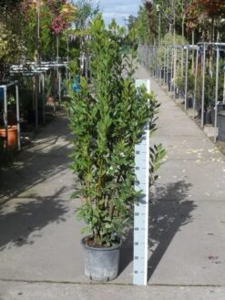 Echte Laurier (Laurus Nobilis) -PlantenPracht Winkel laurus nobilis 100 125 c10 1