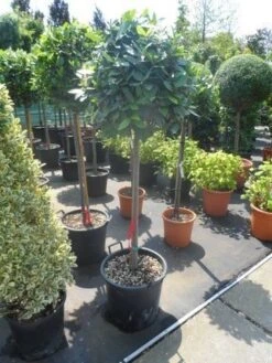 Echte Laurier Als Boom (Laurus Nobilis) -PlantenPracht Winkel laurus nobilis 100stam c35