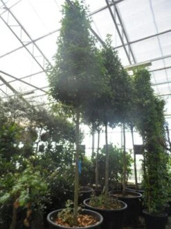 Echte Laurier Als Piramide (Laurus Nobilis) -PlantenPracht Winkel laurus nobilis 16 18 20ho c350 pyramide 1