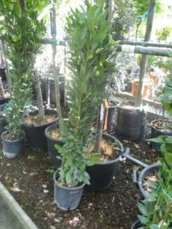 Echte Laurier Als Piramide (Laurus Nobilis) -PlantenPracht Winkel laurus nobilis 80 100 c5